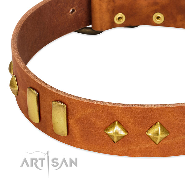 Daily walking natural leather dog collar with impressive adornments