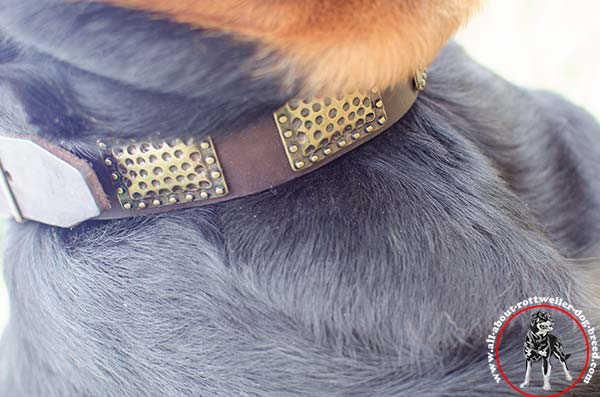 Leather Rottweiler collar with embossed old-looking plates