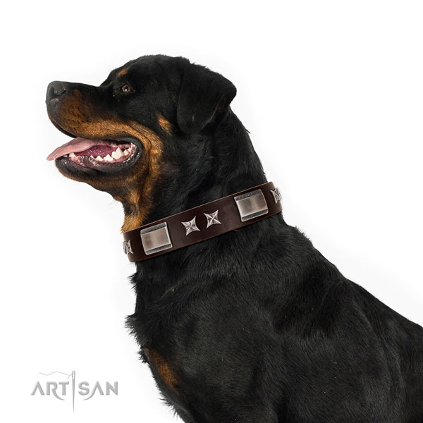 Exceptional collar of full grain leather for your attractive pet