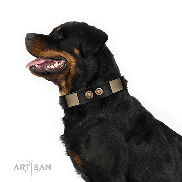 Reliable D-ring on full grain leather dog collar for daily walking