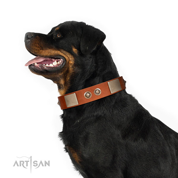 Reliable fittings on natural genuine leather dog collar for walking
