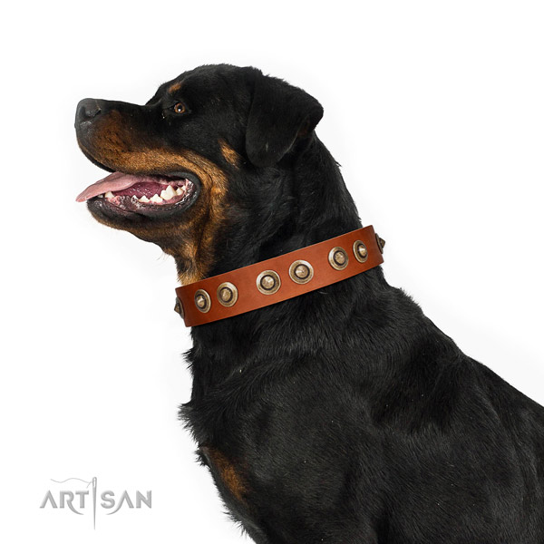 Comfy wearing dog collar of leather with exceptional embellishments