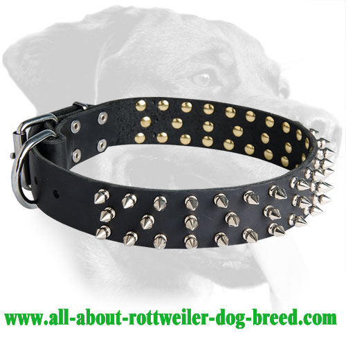 dog's neck belt