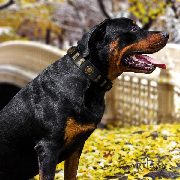 Rottweiler everyday use leather collar for your attractive pet