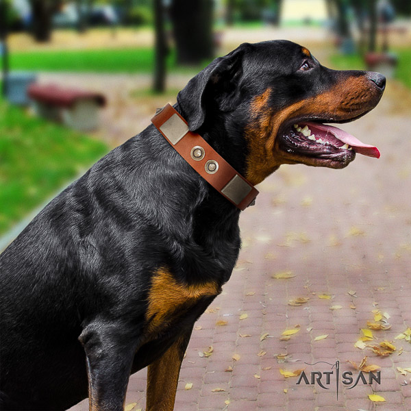 Rottweiler stylish walking full grain leather collar for your lovely dog
