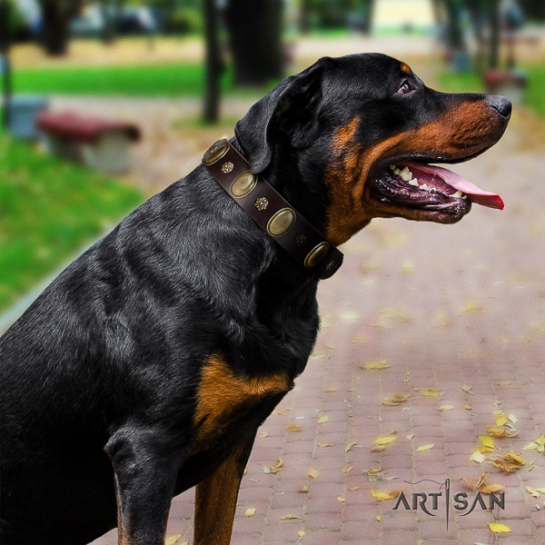 Rottweiler handy use genuine leather collar for your impressive dog