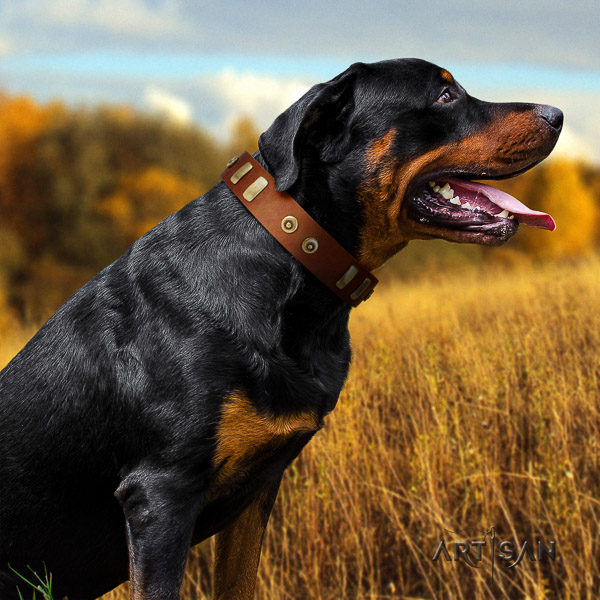 Rottweiler basic training genuine leather collar for your impressive doggie