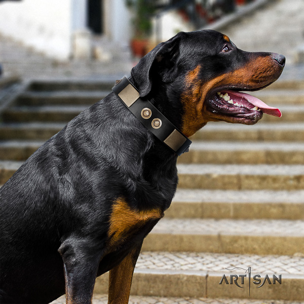 Rottweiler daily use natural leather collar for your beautiful canine