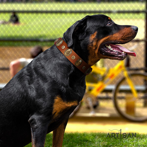 Rottweiler daily use full grain leather collar for your impressive doggie