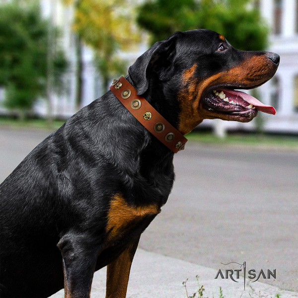 Rottweiler comfortable wearing leather collar for your handsome doggie
