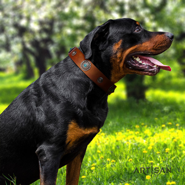 Rottweiler fancy walking full grain natural leather collar for your stylish canine