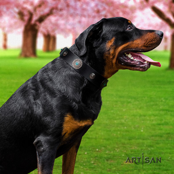 Rottweiler walking full grain natural leather collar for your handsome doggie