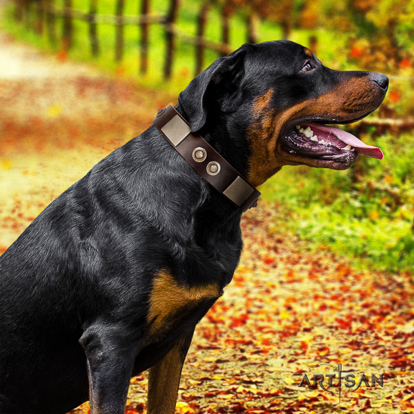Rottweiler walking natural leather collar for your beautiful four-legged friend