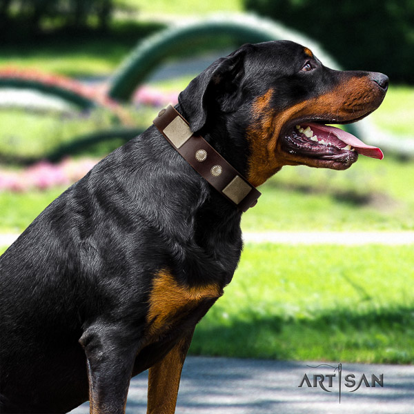 Rottweiler daily use genuine leather collar for your impressive four-legged friend