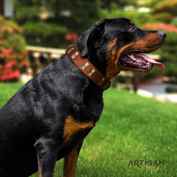 Rottweiler fancy walking full grain leather collar for your stylish canine