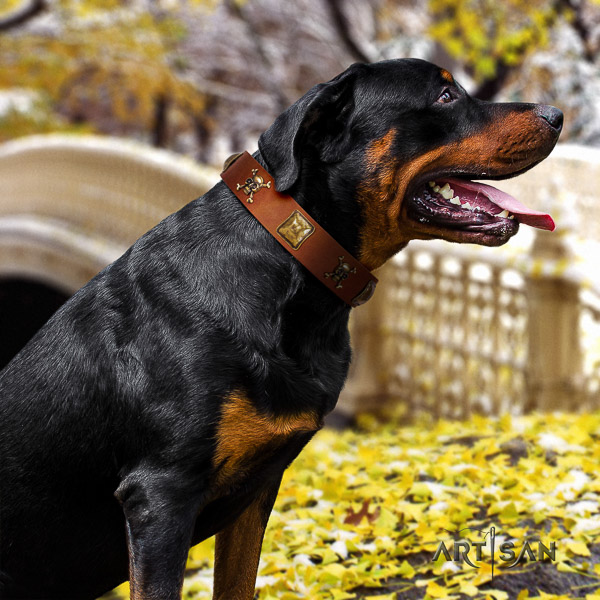 Rottweiler everyday use full grain leather collar for your handsome pet
