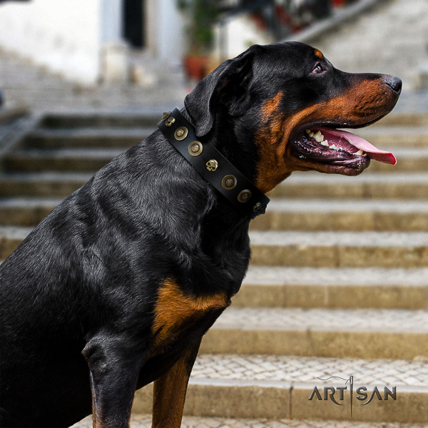 Rottweiler everyday walking leather collar for your impressive four-legged friend