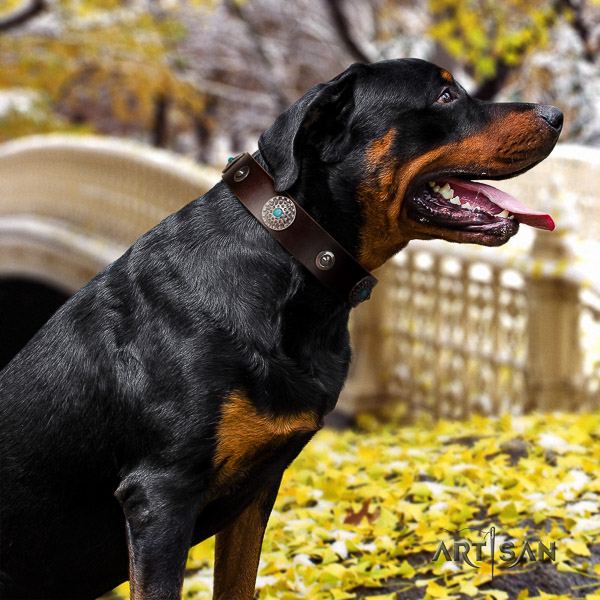 Rottweiler daily use full grain genuine leather collar for your stylish pet