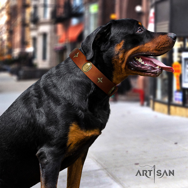 Rottweiler comfortable wearing full grain genuine leather collar for your beautiful four-legged friend