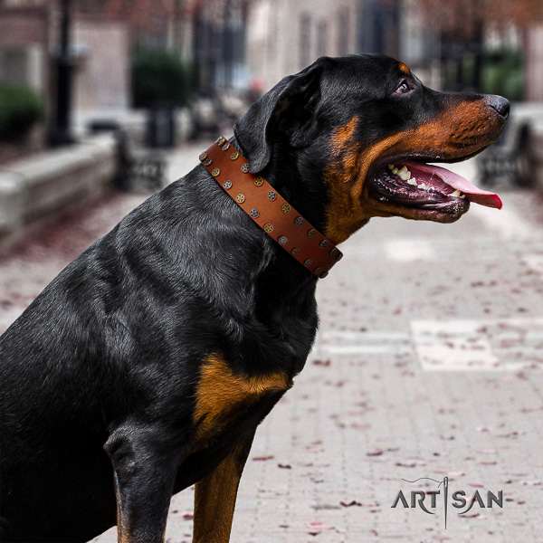 Rottweiler daily use leather collar for your beautiful dog
