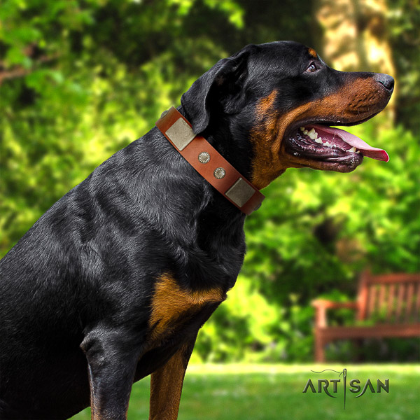 Rottweiler comfy wearing leather collar for your attractive four-legged friend
