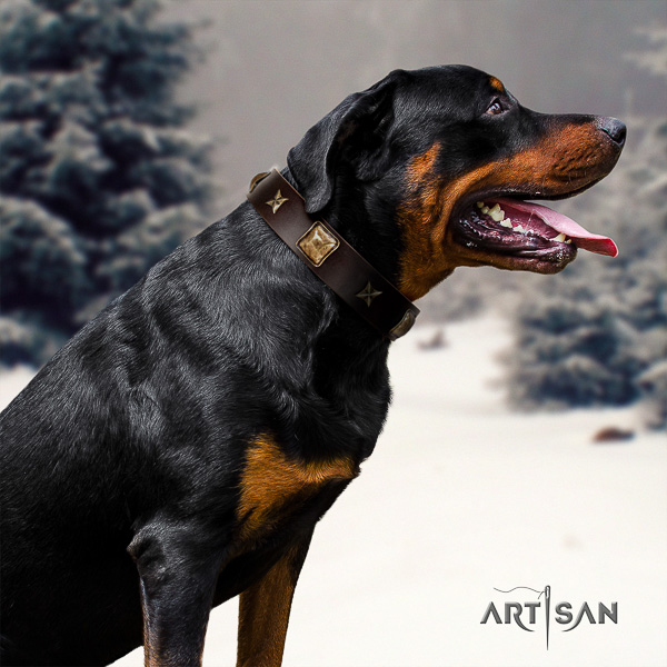 Rottweiler comfortable wearing full grain leather collar for your attractive canine