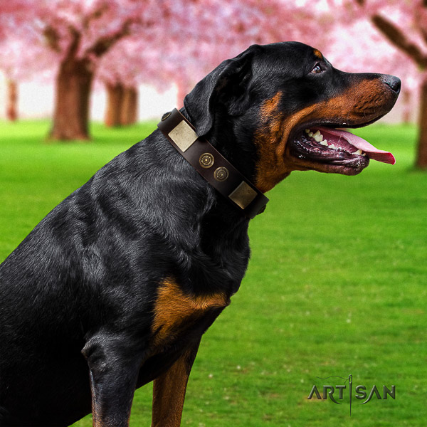Rottweiler stylish walking full grain genuine leather collar for your attractive four-legged friend