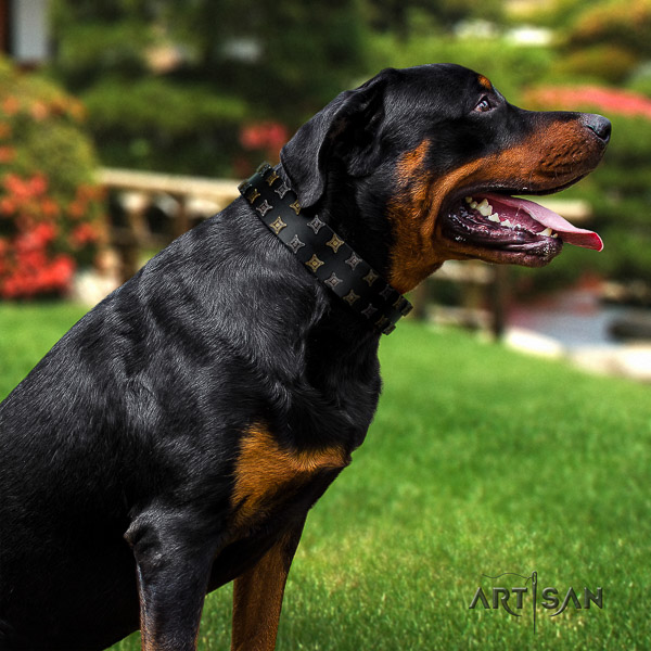 Rottweiler comfy wearing natural leather collar for your stylish canine