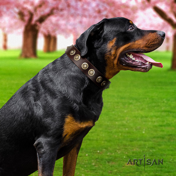 Rottweiler comfortable wearing leather collar for your attractive dog