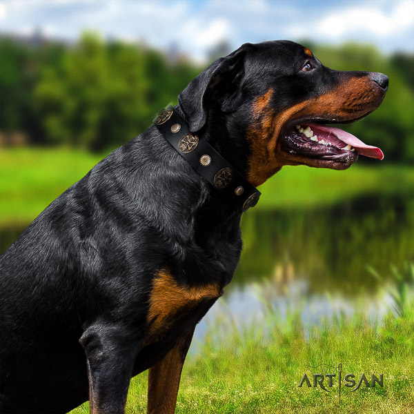 Rottweiler comfy wearing full grain natural leather collar for your attractive doggie
