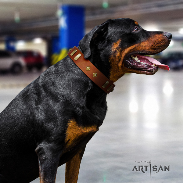 Rottweiler everyday walking full grain leather collar for your attractive pet