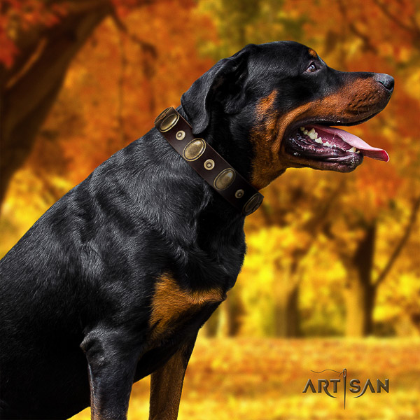 Rottweiler walking full grain leather collar for your handsome four-legged friend