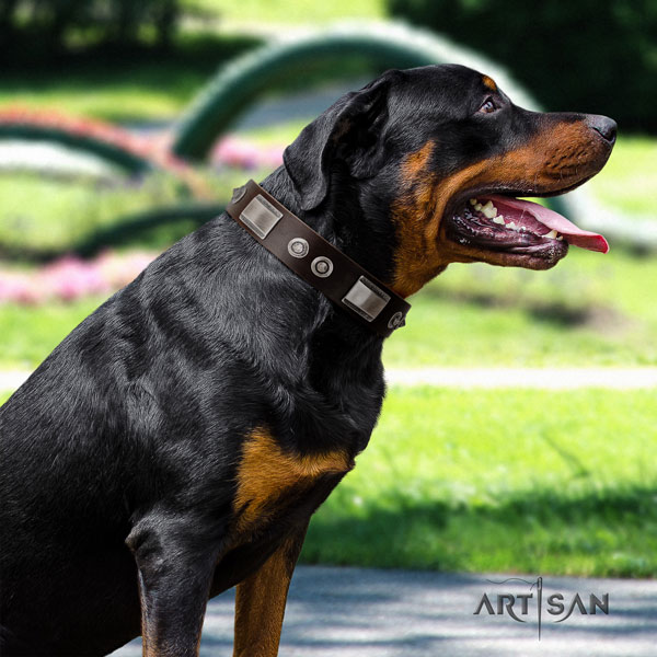 Rottweiler fine quality collar with awesome adornments for your canine