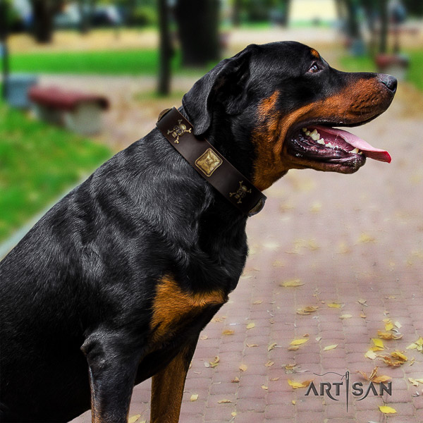 Rottweiler comfy wearing full grain natural leather collar for your impressive doggie