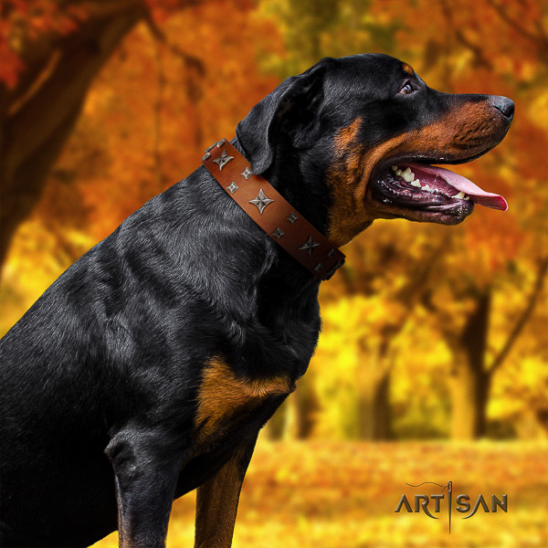 Rottweiler everyday walking leather collar for your beautiful canine
