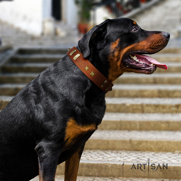 Rottweiler comfortable wearing full grain genuine leather collar for your impressive four-legged friend