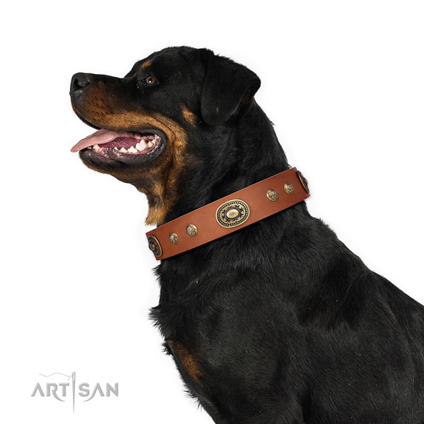 Rottweiler embellished full grain natural leather dog collar for stylish walking