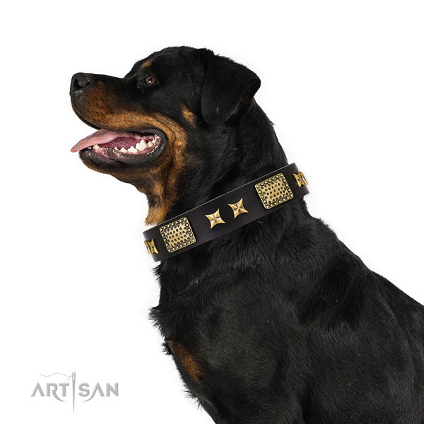 Rottweiler top notch full grain natural leather dog collar for stylish walking