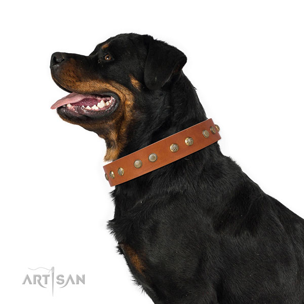 Rottweiler awesome full grain natural leather dog collar for everyday walking