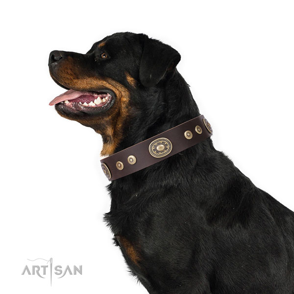 Rottweiler adorned natural genuine leather dog collar for daily use