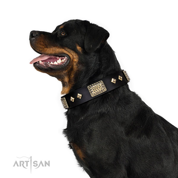 Rottweiler designer full grain genuine leather dog collar for comfy wearing