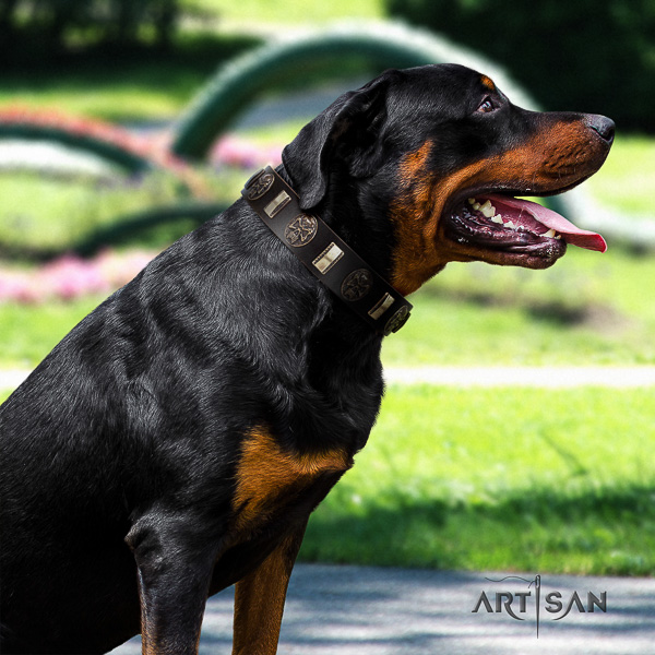 Rottweiler stylish walking full grain genuine leather collar for your impressive dog
