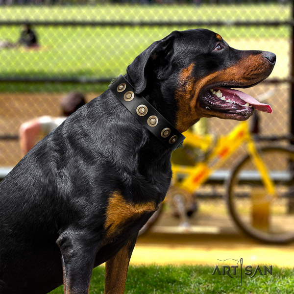 Rottweiler comfortable wearing genuine leather collar for your beautiful canine