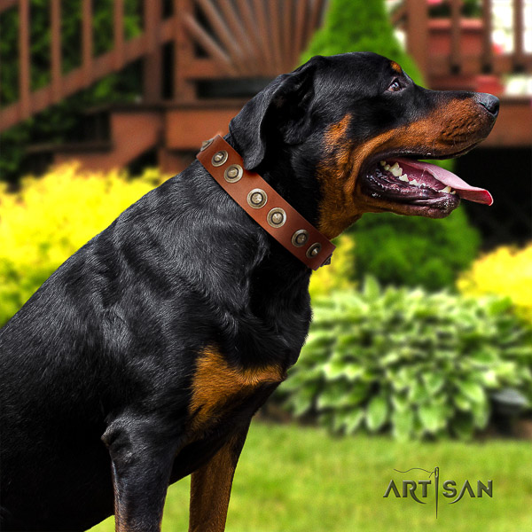 Rottweiler comfy wearing full grain leather collar for your lovely doggie