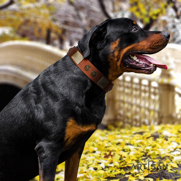 Rottweiler comfy wearing genuine leather collar for your stylish pet