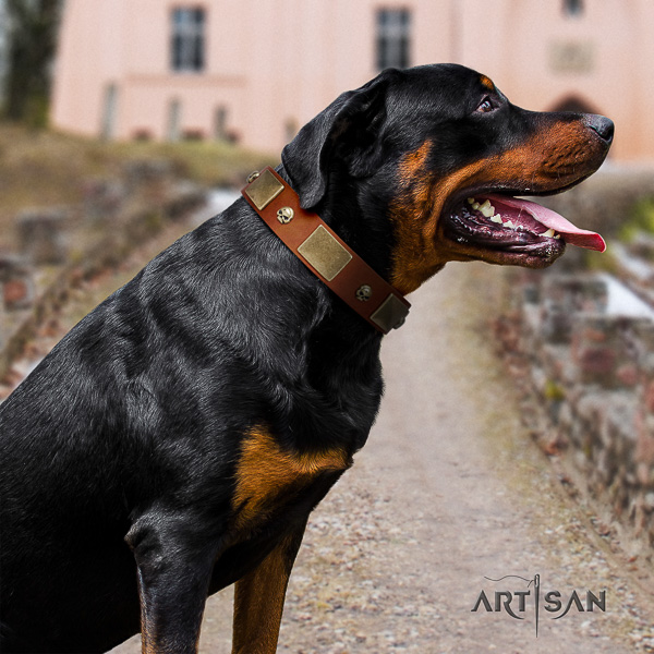 Rottweiler walking natural leather collar for your attractive four-legged friend