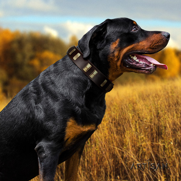 Rottweiler daily walking full grain leather collar for your handsome dog