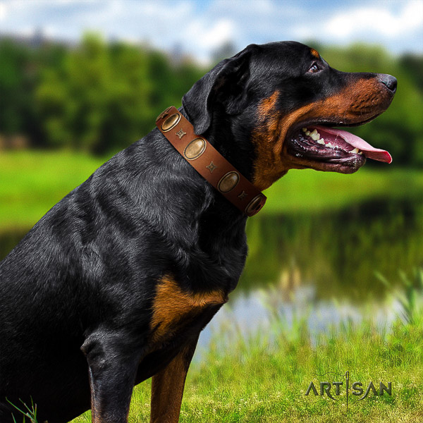Rottweiler comfortable wearing natural leather collar for your beautiful canine