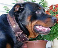 Designer Dog Collar for Rottweiler-Leather Custom Collar