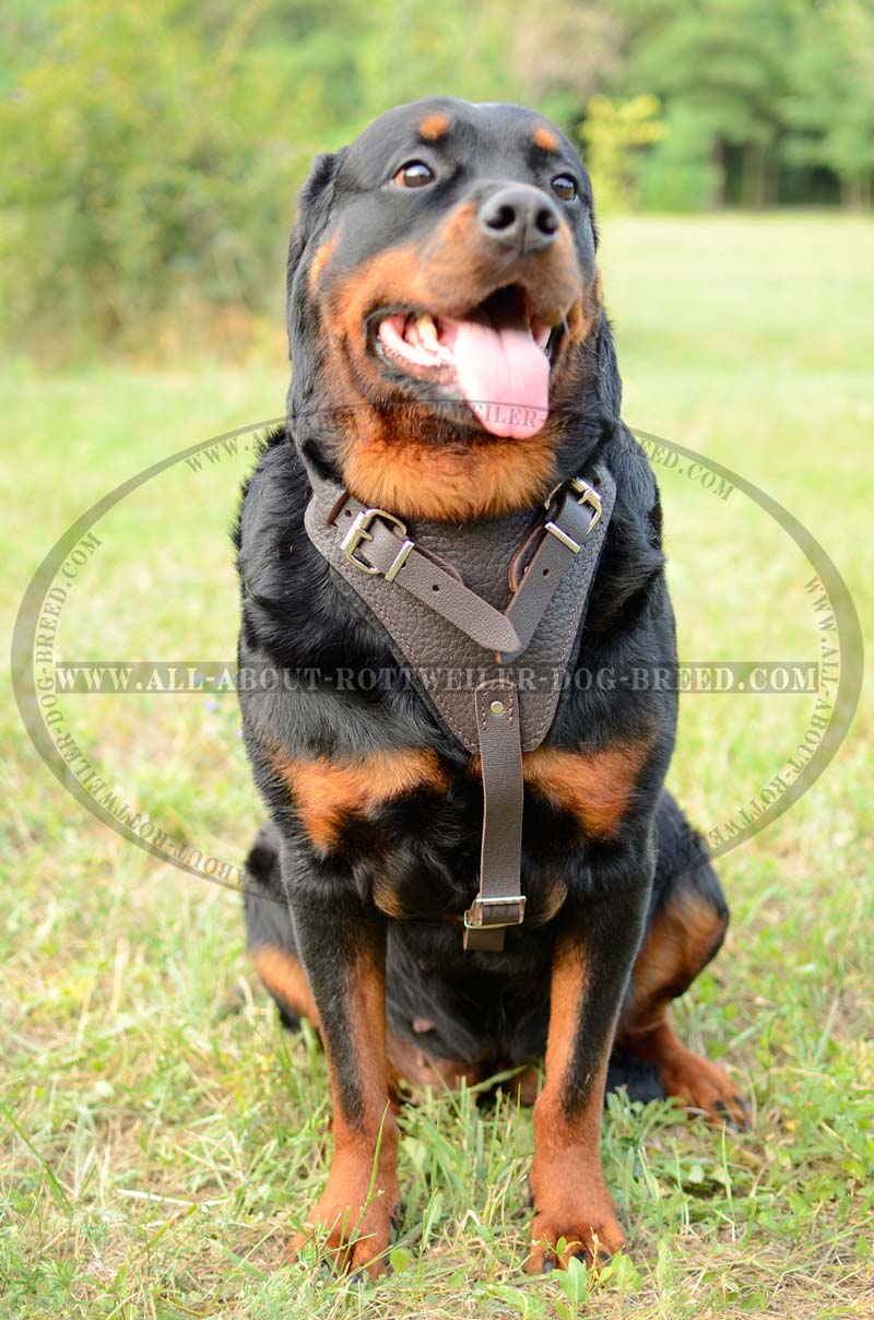 Classic Leather Harness For Big Dogs-German Shepherd harness : German  Shepherd Breed: Dog harnesses, Muzzles, Collars, Leashes